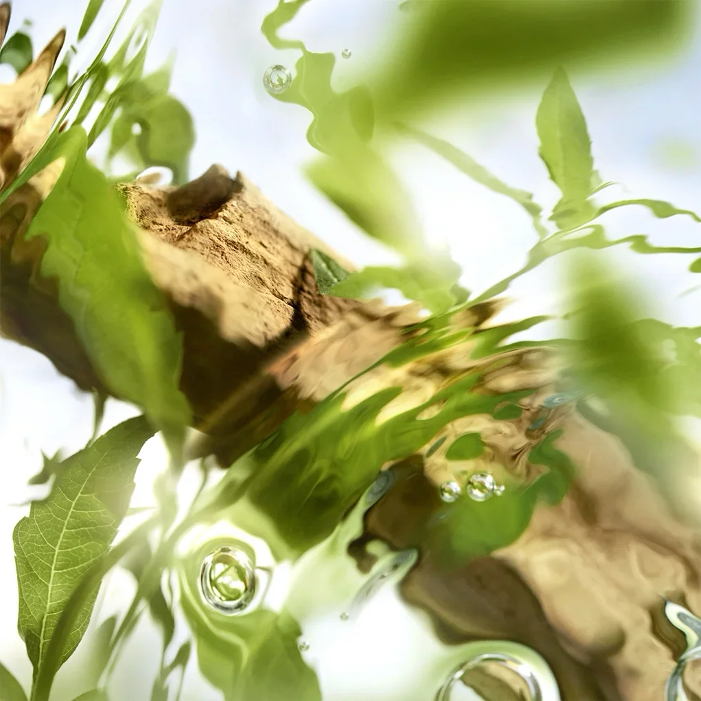 קרוסלה 5 אוף נאו א.ד.ט